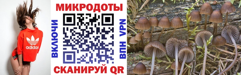 Купить  Лагань  Псилоцибиновые грибы Psilocybe 